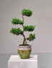芙洛拉花園【兩小時達(dá)】五層塔松盆栽送導(dǎo)師青松綠植喬遷之喜開業(yè)教師節(jié)禮物 萬事青松【精致造景五層塔松盆景】 送老師推薦 曬單實(shí)拍圖