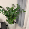 金錢(qián)樹(shù)盆栽植物室內花卉客廳四季常青好養綠植大搖錢(qián)串子小發(fā)財樹(shù) 精品金錢(qián)樹(shù)0.9-1m[菱形樹(shù)脂盆] 曬單實(shí)拍圖