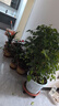 金錢樹盆栽室內(nèi)大盆植物客廳好養(yǎng)辦公室綠植花卉錢串子招財(cái)進(jìn)寶樹 50-60厘米【7-11棵】 基地養(yǎng)殖盆 曬單實(shí)拍圖