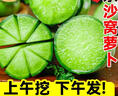 正宗天津沙窩蘿卜水果蘿卜甜脆水果型新鮮青蘿卜生吃即食蔬菜現拔 9斤 曬單實(shí)拍圖