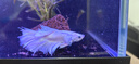 【泰國(guó)進(jìn)口精品斗魚(yú)】觀賞魚(yú)苗金魚(yú)熱帶好養(yǎng)耐活體淡水半月婚紗魚(yú) S級(jí)*粉白公下單送魚(yú)食 曬單實(shí)拍圖