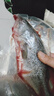 淡水鱸魚(yú)新鮮冷凍鮮活海鮮水產(chǎn)清蒸鱸魚(yú)超大條淡水鱸魚(yú)現殺真空 鱸魚(yú)凈重1.5斤（共2條） 曬單實(shí)拍圖