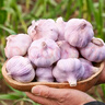 陜西2025干新鮮感大蒜現挖新蒜紫皮大蒜批發(fā)鮮蒜紅皮蒜干蒜 2-2.5斤單果4-5CMM凈1.6斤 曬單實(shí)拍圖