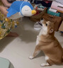 西西臺臺寵物玩偶狗狗毛絨發(fā)聲玩具陪睡響紙幼犬比熊小狗大狗磨牙解悶神器 陪睡企鵝【36*33CM】 曬單實拍圖