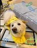 MIKI PAD狗狗雨衣中大型犬柯基邊牧金毛寵物雨衣斗篷防水雨披狗狗沖鋒衣 檸檬黃 #快穿設計 6XL（背長(cháng)60-68 參考體重56-80斤） 曬單實(shí)拍圖