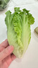 【高原夏菜】生菜400g 曬單實(shí)拍圖