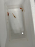 孔雀魚(yú)精品純種魚(yú)苗觀(guān)賞魚(yú)金魚(yú)熱帶小型淡水好養耐活斑馬鳳尾小魚(yú) 【繁殖組】美國全紅 1公2母 曬單實(shí)拍圖