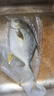 翔泰 海南大規格金鯧魚(yú)550g1條 海魚(yú) 生鮮魚(yú)類(lèi) 火鍋 海鮮水產(chǎn) 曬單實(shí)拍圖