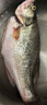 鮮活沖浪河鱸魚(yú)400-500g/條 曬單實(shí)拍圖
