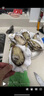 鮮海道 鮮活乳山生蠔5XL 凈重5斤 9-12只 生鮮海鮮貝類 源頭直發(fā) 曬單實拍圖