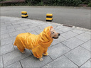 大狗狗雨衣防水寵物衣服中大型犬金毛薩摩耶四腳全包肚子尾巴雨具 黃色-四腳全包壓膠防水（公狗） 20碼（背長(cháng)45cm胸圍70cm） 曬單實(shí)拍圖