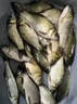 爆護全球餌料窩料釣魚(yú)黑坑野釣鯉魚(yú)鯽魚(yú)草魚(yú)野釣專(zhuān)用魚(yú)餌 爆護全球【一瓶裝】 曬單實(shí)拍圖