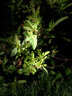 小林制藥內(nèi)衣清洗液洗衣液玫瑰香500ml溫和親膚抗菌抑菌率99%去血漬 曬單實拍圖