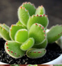 MPPMCK熊掌多肉植物熊童子【錦】網(wǎng)紅新款迷你小多肉陽(yáng)臺桌面小盆栽室內 高品質(zhì)變色藍熊-5葉 后期純藍 不含盆 曬單實(shí)拍圖