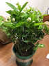 茉莉花盆栽 · 濃香型花卉盆栽室內(nèi)綠植鮮花客廳陽(yáng)臺(tái)辦公室綠植 【帶花苞】茉莉10~15棵+加侖盆 濃香型 曬單實(shí)拍圖