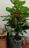 大葉綠蘿柱盆栽辦公室大型綠植物室內(nèi)除甲醛神器百搭好養(yǎng)活 大葉綠蘿柱1.4-1.5米原盆 曬單實(shí)拍圖