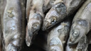 京東超市 海外直采挪威多春魚2斤(4*250g）40-50條 公母混合  燒烤魚類 曬單實(shí)拍圖