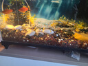 一眉道人魚(yú)小型燈科魚(yú)淡水草缸群游好養易活南美熱帶觀(guān)賞魚(yú)活體 精品一眉道人4-5cm【3條】 曬單實(shí)拍圖