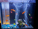 清潔魚(yú)清道魚(yú)夫清潔魚(yú)缸工具魚(yú)豹紋清道魚(yú)清道魚(yú)魚(yú)道夫女王大帆 黃夫8-10厘米2條 曬單實(shí)拍圖