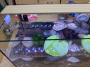 全光譜led魚缸燈缸燈水族箱魚缸照明燈架LED水草燈 12瓦藍白光48cm（適合50-60cm魚缸） 四排燈珠 曬單實拍圖