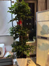 大型綠植物花卉盆栽辦公室內(nèi)天堂鳥金錢發(fā)財(cái)樹綠蘿龜背竹喬遷送禮 三層幸福樹1.5-1.7m[菱形樹脂盆] 曬單實(shí)拍圖