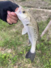 SHIMANO日本進(jìn)口16編pe線錨魚線ygkpe線路亞線主線大力馬魚線強(qiáng)拉力 16編五彩ygkpe線120米【送真碳線 0.6號 曬單實(shí)拍圖