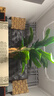 臨雅仿真大葉芭蕉樹(shù)2024新大型仿生綠植裝飾室內造景高端植物假樹(shù)擺件 2.5米芭蕉樹(shù)三桿21葉+草編盆 曬單實(shí)拍圖