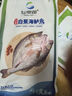 仙泉湖三去白蕉海鱸魚(yú)1斤/條凈膛冷凍刺少肉厚珠海特產(chǎn)500g生鮮食材 曬單實(shí)拍圖