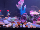 當貝智能生態(tài)魚缸1Ultra 一體缸自循環(huán)雙過濾AI托養(yǎng)懶人家用桌面魚缸 曬單實拍圖
