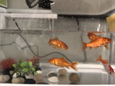 闊庭（KUOTING）闊庭魚(yú)缸懶人魚(yú)缸家用客廳辦公室水培吊籃金魚(yú)缸過(guò)濾魚(yú)缸白色款 曬單實(shí)拍圖
