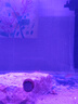 YEE魚(yú)缸過(guò)濾器凈水循環(huán)三合一內置靜音造浪增氧小型潛水循環(huán)水泵 【不適配包退】15W/適合50-62cm魚(yú)缸 曬單實(shí)拍圖