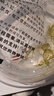 中國紅冷水淡水觀(guān)賞魚(yú)錦鯉魚(yú)活魚(yú)金魚(yú)小型好養紅鯉魚(yú)純種小錦鯉 4-6CM紅草金一條 曬單實(shí)拍圖