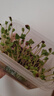 水培豌豆苗綠豆芽苗菜兒童種植小盆栽學(xué)生無(wú)土栽培植物觀(guān)察套裝 蘿卜【水培種植觀(guān)察套裝】 曬單實(shí)拍圖
