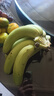 精品云南香蕉高山香蕉現(xiàn)摘新鮮水果甜生青香蕉banana自然熟綠皮 精品高山蕉 9斤 曬單實拍圖