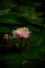 富士（FUJIFILM）XC 50-230mm F4.5-6.7 二代 微單鏡頭 人像風(fēng)景遠攝長(cháng)焦變焦鏡頭 微單鏡頭  曬單實(shí)拍圖