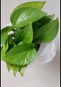雙盟綠蘿盆栽除甲醛花卉綠植辦公室新房?jì)艋諝?120款10盆源頭直發(fā) 曬單實(shí)拍圖