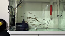 SQG魚(yú)缸變頻靜音水泵底吸泵水陸兩用魚(yú)池循環(huán)過(guò)濾抽水泵超靜音潛水泵 超靜音變頻40W 水陸兩用/底吸側吸+2米管 曬單實(shí)拍圖