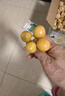 京地達東北菇娘果 燈籠果黃姑娘果甜菇?jīng)?凈含量3斤單果6g+源頭直發(fā)包郵 曬單實(shí)拍圖