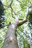 尼康（Nikon）Zfc 【金榜爆款】微單數碼相機 (Zfc)(Z DX 16-50mm f/3.5-6.3 VR 微單鏡頭))銀黑色 4K超高清視頻 曬單實(shí)拍圖
