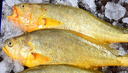 冰鮮部族大黃花魚(yú) 深海大黃魚(yú)海捕活凍鮮活大海魚(yú)鮮海鮮水產(chǎn) 【深海大黃花魚(yú)250g*4條】2斤裝 曬單實(shí)拍圖