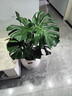 臨雅提根龜背竹綠植盆栽室內客廳桌面大型凈化空氣懶人好養活高級植物 提根龜背竹70-90cm+印象圓球盆 曬單實(shí)拍圖