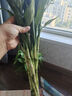 【富貴竹】水培節(jié)節(jié)高室內(nèi)綠植客廳招財植物鮮花卉好養(yǎng)常綠七夕 綠色水培富貴竹60cm10枝 曬單實拍圖