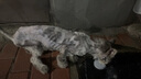 拜達爾貓咪狗狗耳螨專(zhuān)用次拋潔耳精華液10支*3 曬單實(shí)拍圖