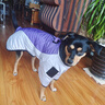 拉維佩特（LOVINGPET）狗狗衣服秋冬季 保暖寵物狗衣服邊牧衣服中型犬金毛狗衣服大型犬 灰紫色 4XL 建議36-45斤 曬單實(shí)拍圖