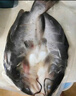 釣魚(yú)記斑點(diǎn)叉尾鮰魚(yú)1斤-1.3斤 二去凈重冷凍烤魚(yú)燒烤生鮮 魚(yú)類(lèi) 中秋聚餐 曬單實(shí)拍圖
