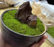 柯必達青苔蘚鮮活苔蘚微景觀(guān)植物盆景盆栽水陸缸假山草造景材料白 大灰蘚(15*8)cm 2盒 曬單實(shí)拍圖