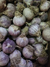 金百粟 云南紫皮獨頭蒜2025全干蒜大蒜紅皮干獨蒜當(dāng)季蔬菜辛辣味濃 紫皮干獨蒜 凈重4.5斤 大果3.0-3.5cm 曬單實拍圖