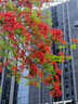 正宗鳳凰木樹(shù)苗開(kāi)紅花櫻樹(shù)苗藍花櫻大樹(shù)別墅庭院綠化盆栽地栽植物 紅花鳳凰木 5年苗【推薦種植 樹(shù)形優(yōu)美】送肥料 曬單實(shí)拍圖