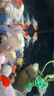 【鶴頂紅】精品金魚(yú)幼苗小魚(yú)魚(yú)苗紅帽招財冷水鴻運當頭獅子頭好養魚(yú)苗小型 鴻運當頭買(mǎi)3送3 4-6厘米【靈動(dòng)好看】 曬單實(shí)拍圖