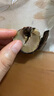 【真便宜】大別山新鮮老樹(shù)板栗新現摘鮮板栗生板栗毛栗子超市品質(zhì) 老樹(shù)板栗  精選大果 2斤 帶箱 曬單實(shí)拍圖